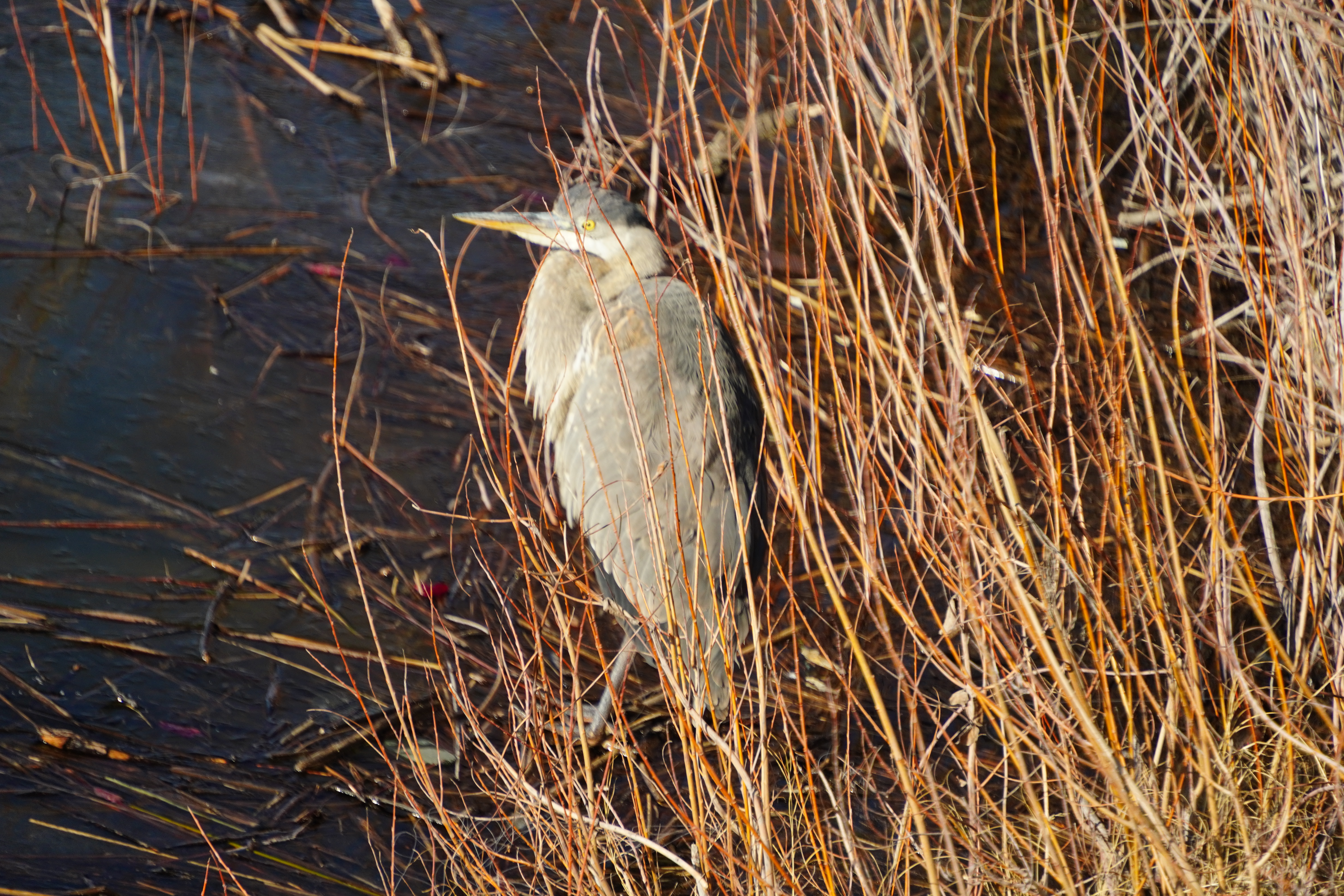 No BS Meats Artisan Cut 10